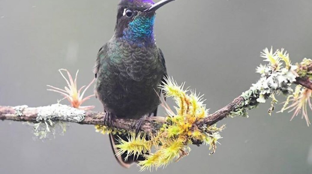 Well, I’ve lost count of the number of different Hummingbird species we have seen and photographed. Poor internet has slowed me down but heee is one of my favourites. The Magnificent Hummingbird. Amazing and magnificent 😀😀😀 Our brilliant guide Fabian keeps coming up with most incredible bird locations and still more to come. #details