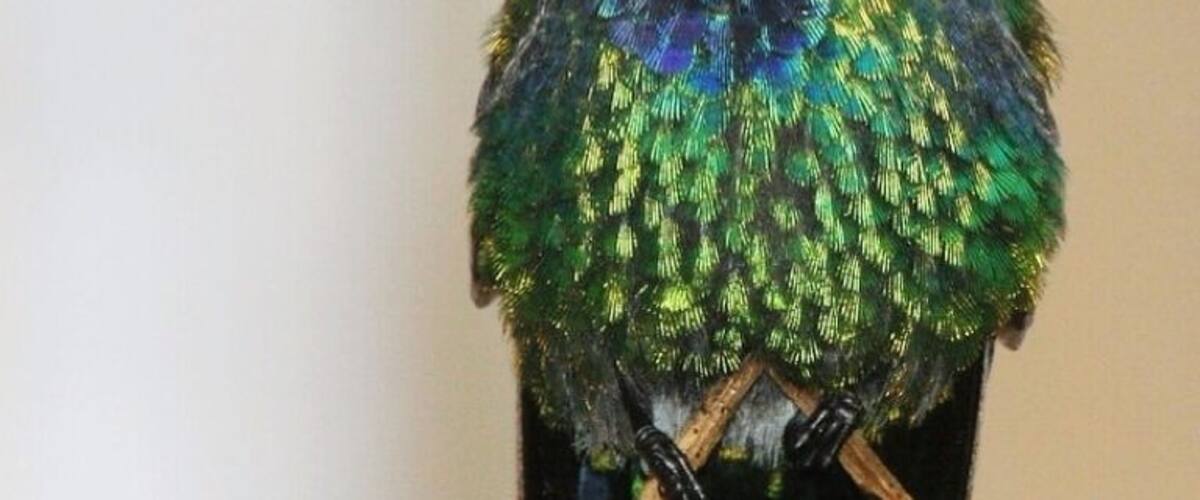 Look closely - I'm sticking my tongue out! Great birds in this mountain valley a few hours south of San Jose, including this fiery-throated hummingbird.