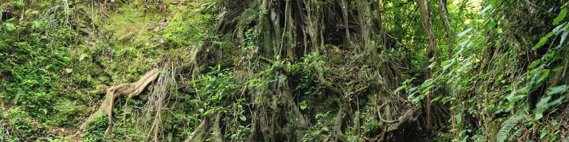 The lodge is an amazing place, high up in the mountains in Costa Rica 2 hrs from San Jose. If you like Birds the feeder is full of hummingbirds during the day. Also great walks all over CR to visit waterfalls like this, just 2kms from the lodge we were staying at. . . . #costarica #quetzal #waterfall #pool