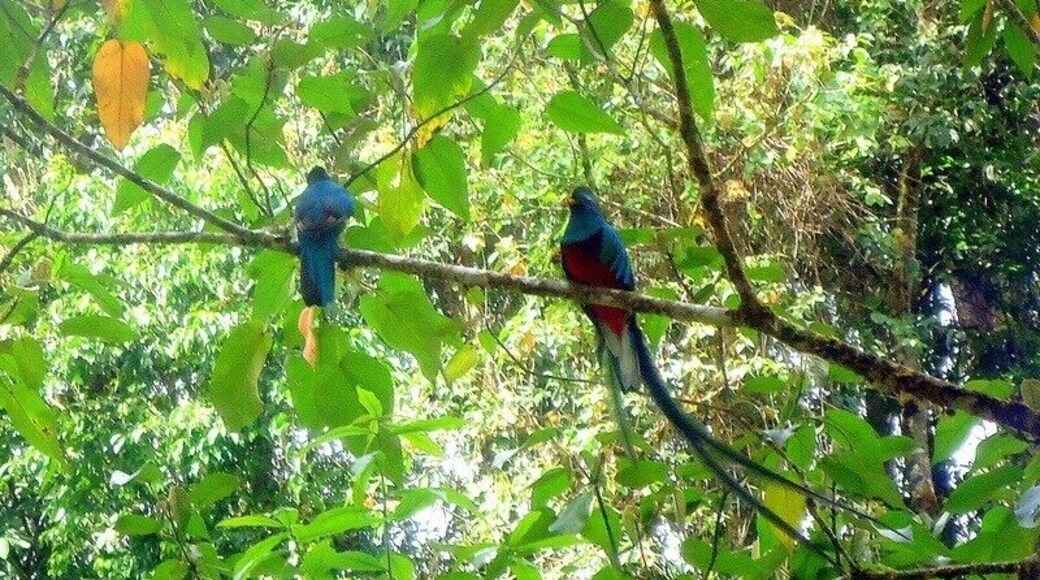Quetzals are rarely seen in their natural habitat, but we got to see both male and female feeding their young in the Park.