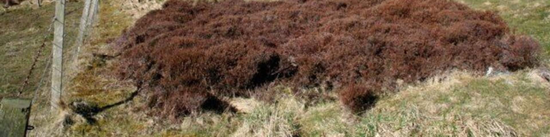 Harray Loch, Long and Ling Holms View from parking and picnic area across Harray loch towards Sandwick Parish