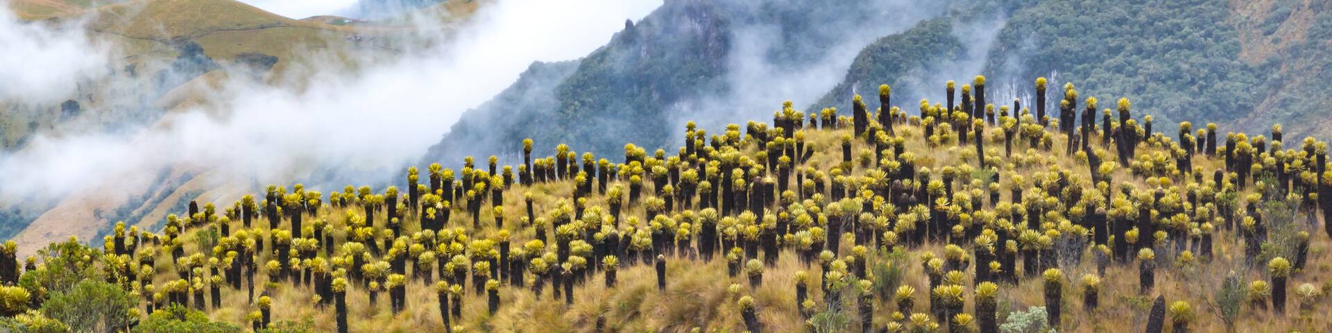 A mountainous landscape with dense clusters of yellow flowering cacti.