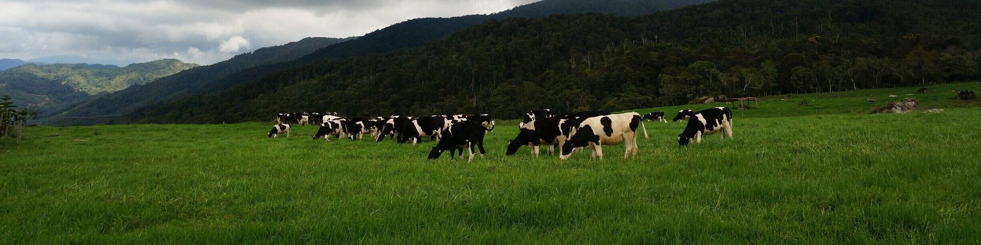 You don't have to be in New Zealand to enjoy this kind of breathtaking view, just come to Kundasang!
Here you'll find pleasure seeing cows munching on the beautiful green pastures, with the majestic Mount Kinabalu overlooking on a non-gloomy day.
Did you know that this farm is producing about 900,00 litres of milk per year?
#lifeatexpedia #my2016
