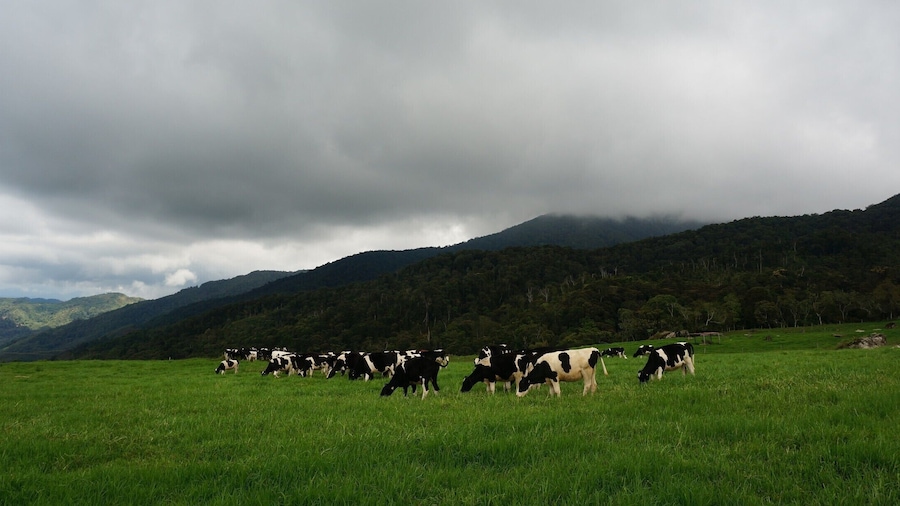You don't have to be in New Zealand to enjoy this kind of breathtaking view, just come to Kundasang!
Here you'll find pleasure seeing cows munching on the beautiful green pastures, with the majestic Mount Kinabalu overlooking on a non-gloomy day.
Did you know that this farm is producing about 900,00 litres of milk per year?
#lifeatexpedia #my2016