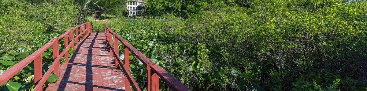 Eine rote Holzbrücke über einem Teich, umgeben von üppiger Vegetation und Bäumen.