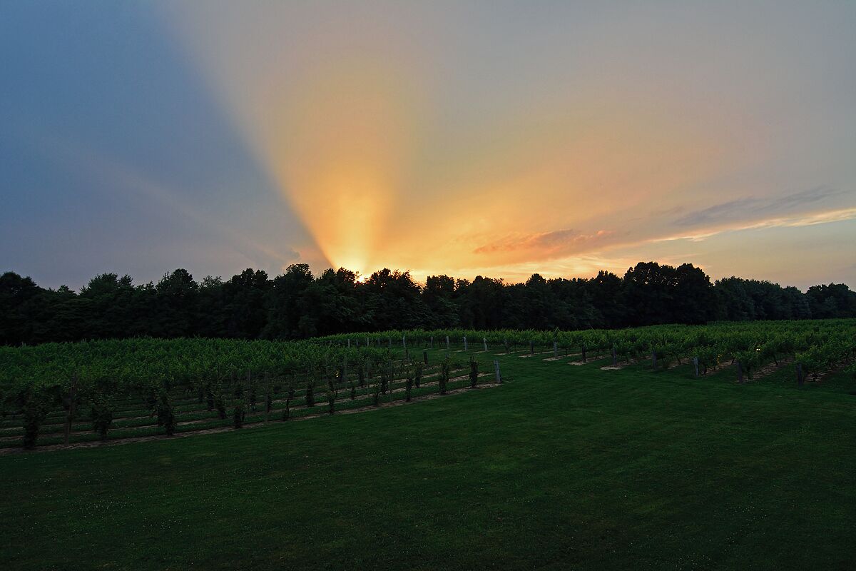 We enjoyed dinner at the winery which has a great restaurant surrounded by tinted windows with goldfinch feeders. At sunset the lights go on in the vineyards and the dining room becomes a magical paradise. It is hard to find but well worth the effort. All the wines on the wine list are made at Tabor Hill. 