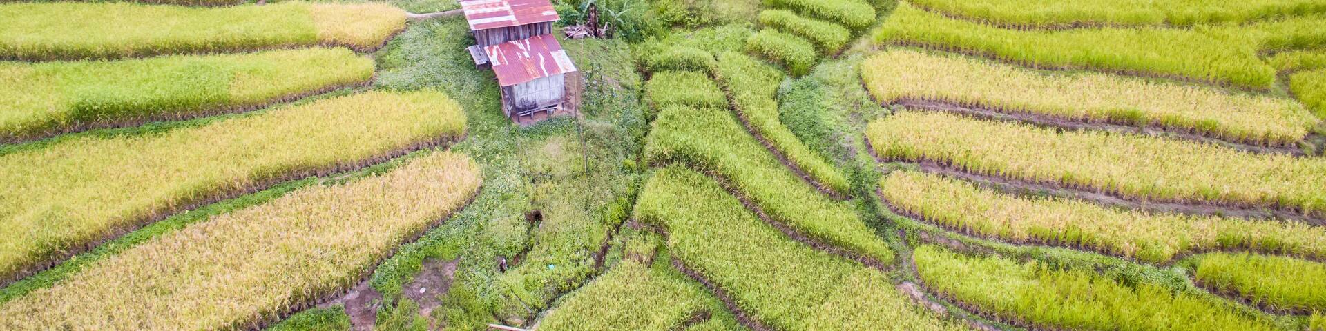 Aerial view of paddy terrace at Tambunan, Sabah.