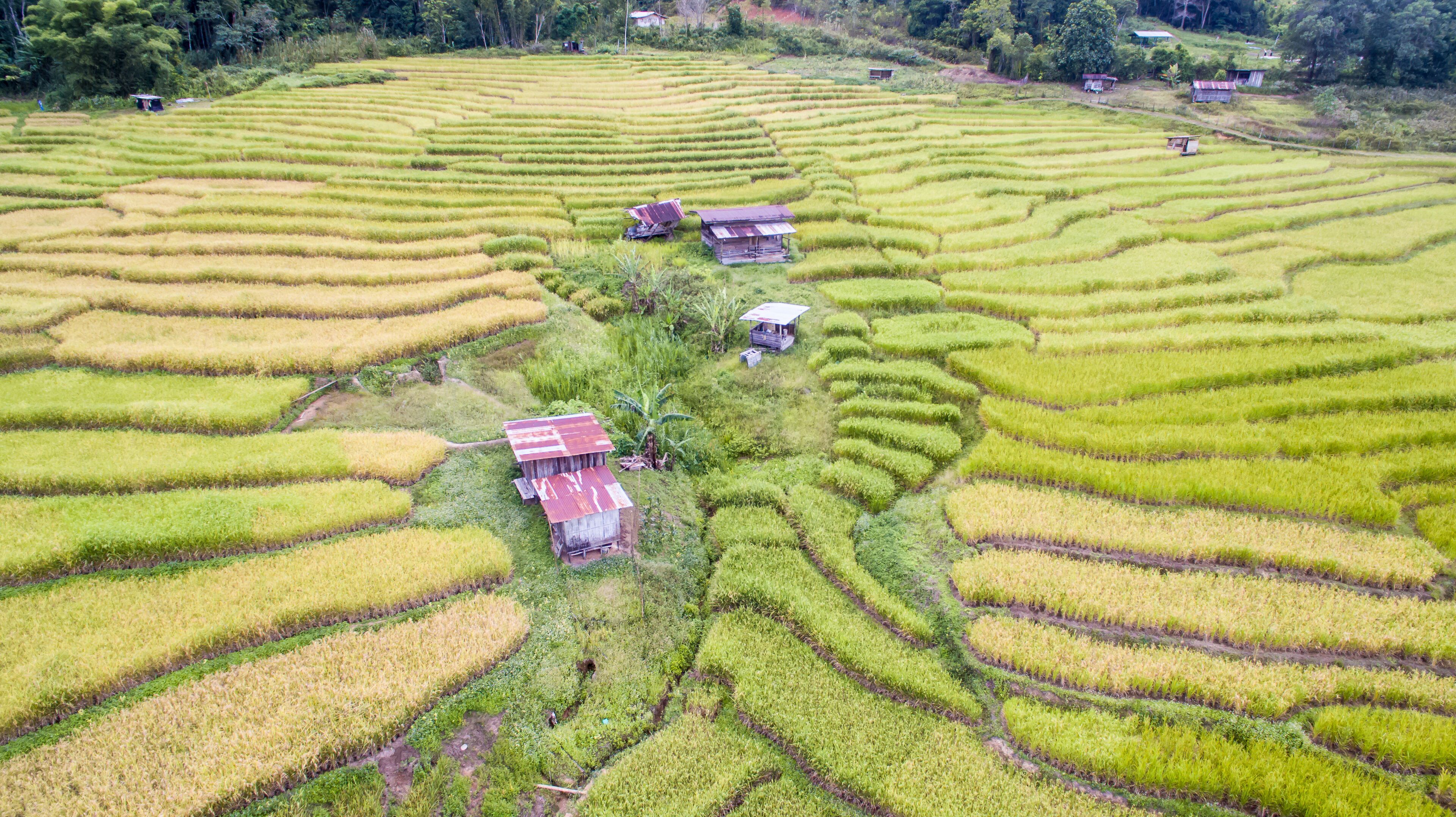 Terraced rice fields with small wooden houses.