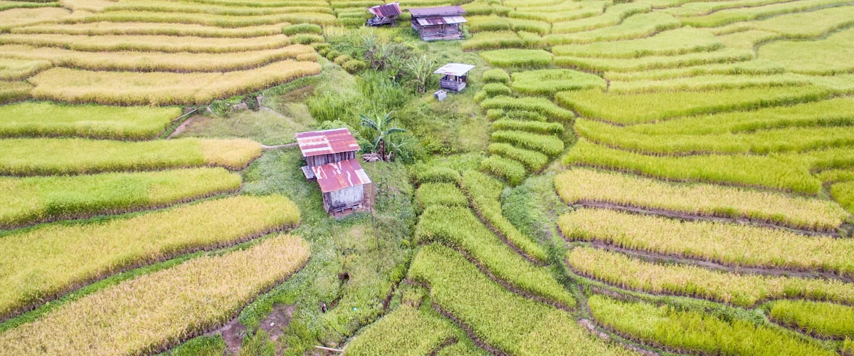Terraced rice fields with small wooden houses.