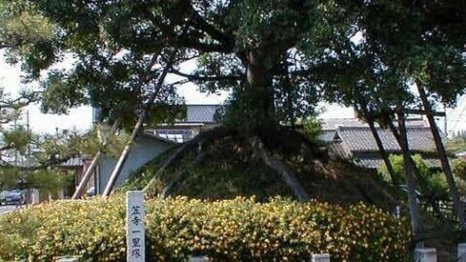 Ein großer Baum mit einem Schild davor.