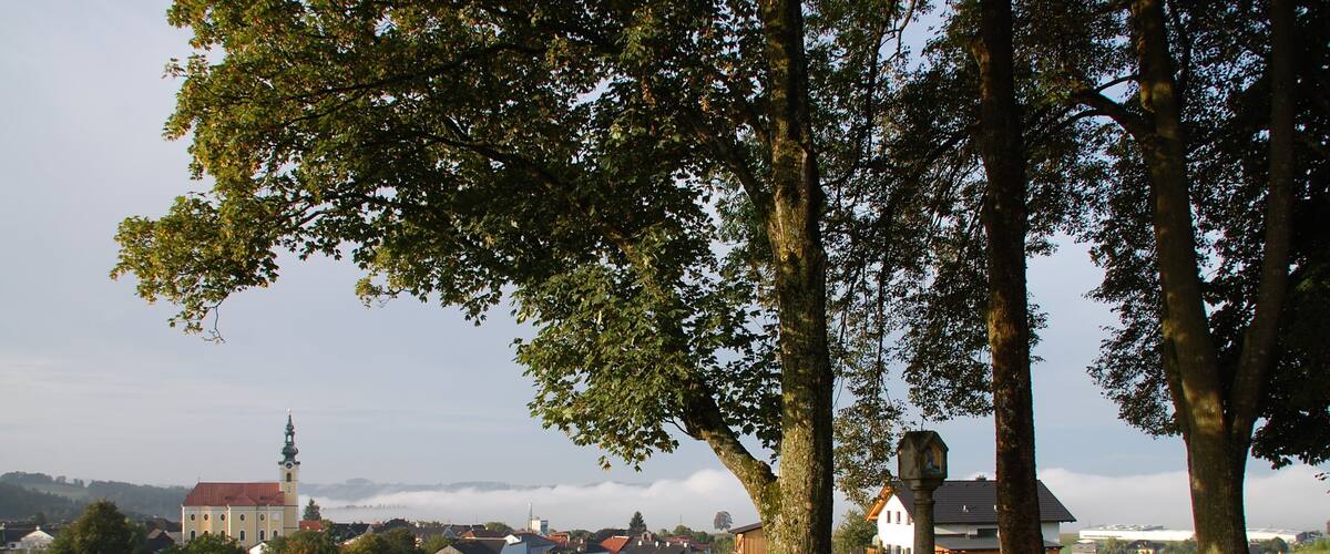 Un champ verdoyant avec un grand arbre, un banc et, au loin, un bâtiment doté d’un toit rouge.