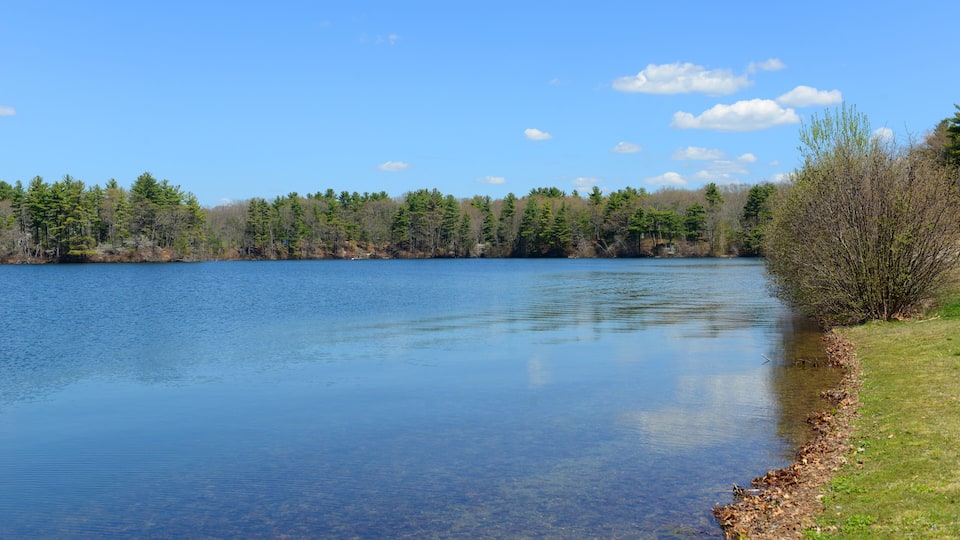 A calm lake surrounded by trees and a clear sky.