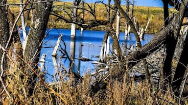 Sullys Hill National Game Preserve is a National Wildlife Refuge and nature center located on the shore of Devil's Lake in Benson County, North Dakota, within the Spirit Lake Tribe reservation.