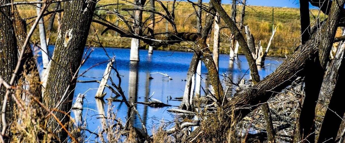 A landscape with dead trees and a body of water.