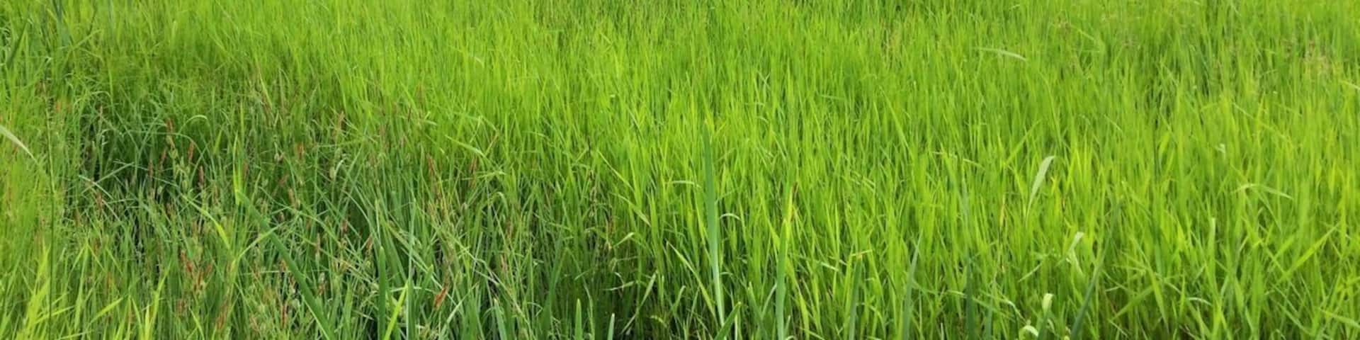 The road on the way to the Bear Creek Trailhead offers this stunning view of the Bitterroot Mountains. Took my breath away.
If it hadn't been a rainy day, I would've loved to explore those trails more. I can't wait to return.