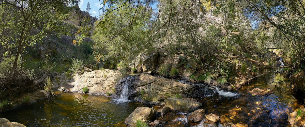 A clear stream with rocks and trees in a forested area.