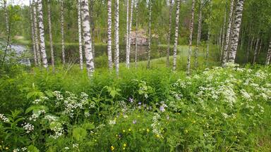 A forest with birch trees and a variety of wildflowers.