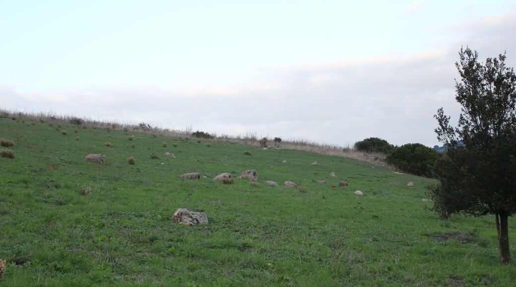 Martis, foresta fossile di Carrucana