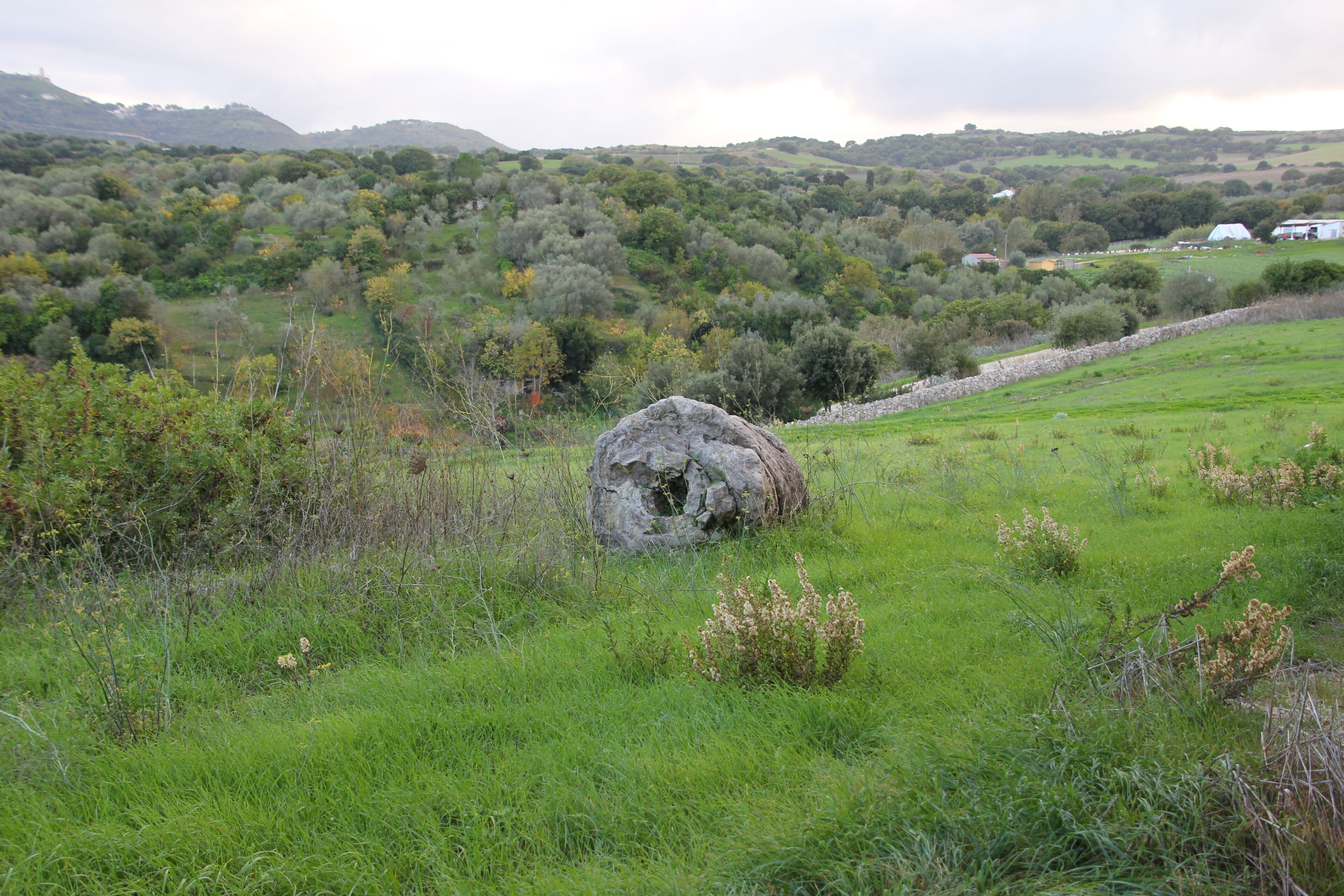 Martis, foresta fossile di Carrucana