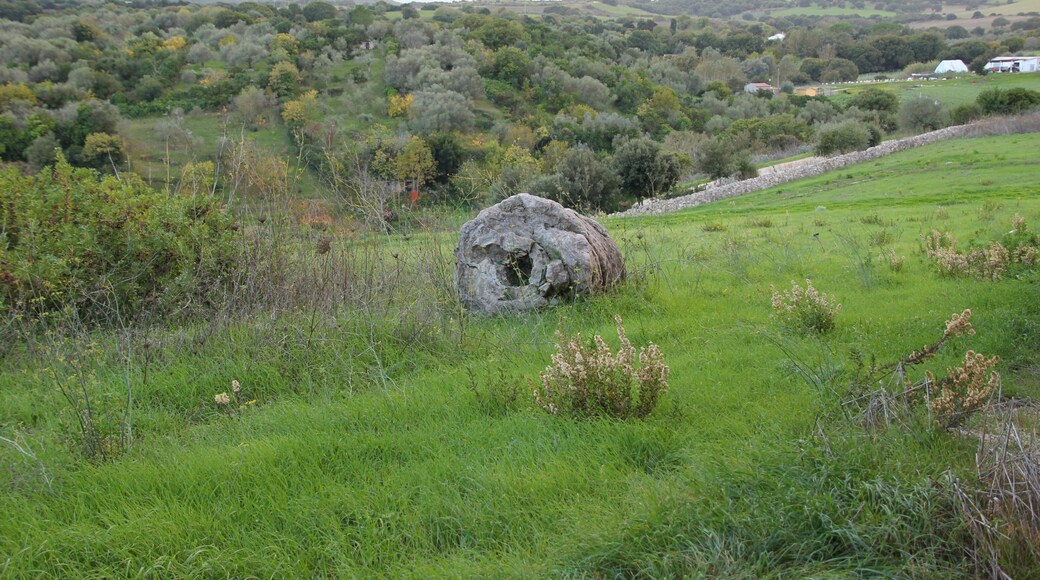 Martis, foresta fossile di Carrucana