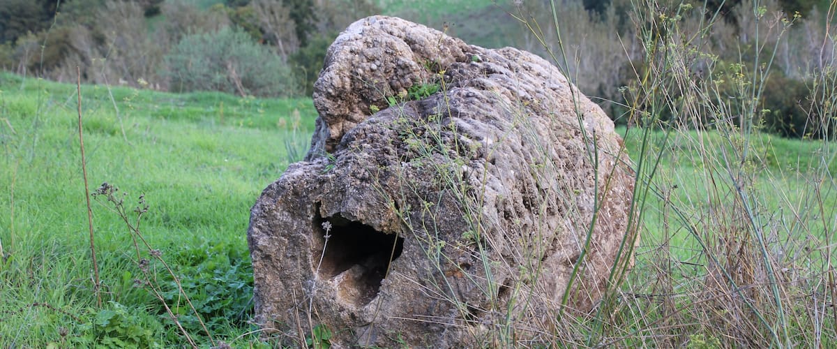 Martis, foresta fossile di Carrucana