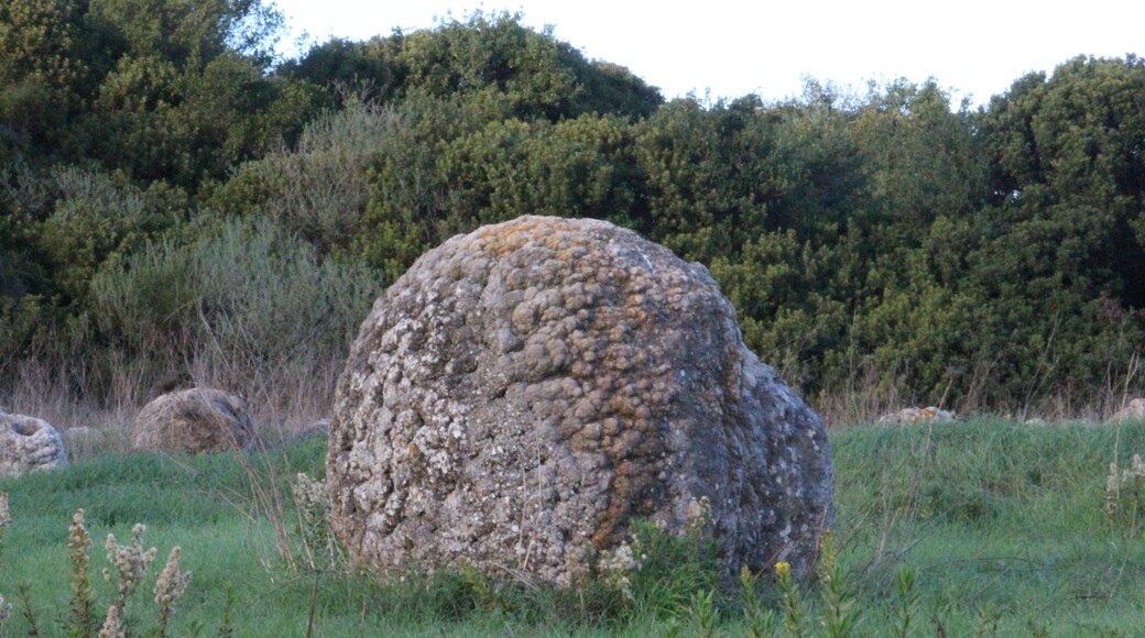 Martis, foresta fossile di Carrucana