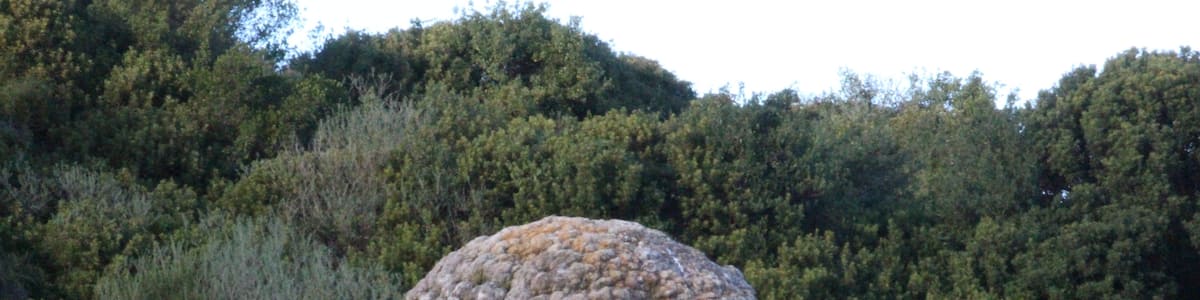 Martis, foresta fossile di Carrucana