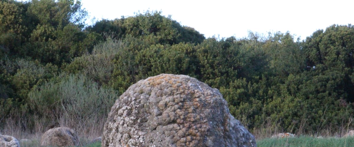 Martis, foresta fossile di Carrucana