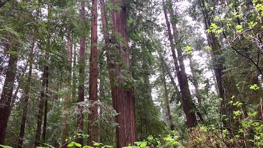 One of the many trails located within Humboldt Redwoods State Park ... the trees and Redwood Sorrel (it looks like clover) give it a very fairyland like feel. #Parks