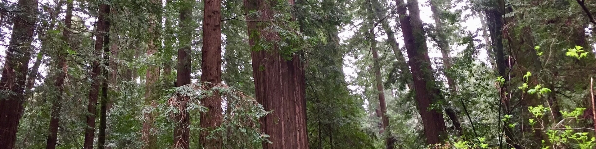 One of the many trails located within Humboldt Redwoods State Park ... the trees and Redwood Sorrel (it looks like clover) give it a very fairyland like feel. #Parks