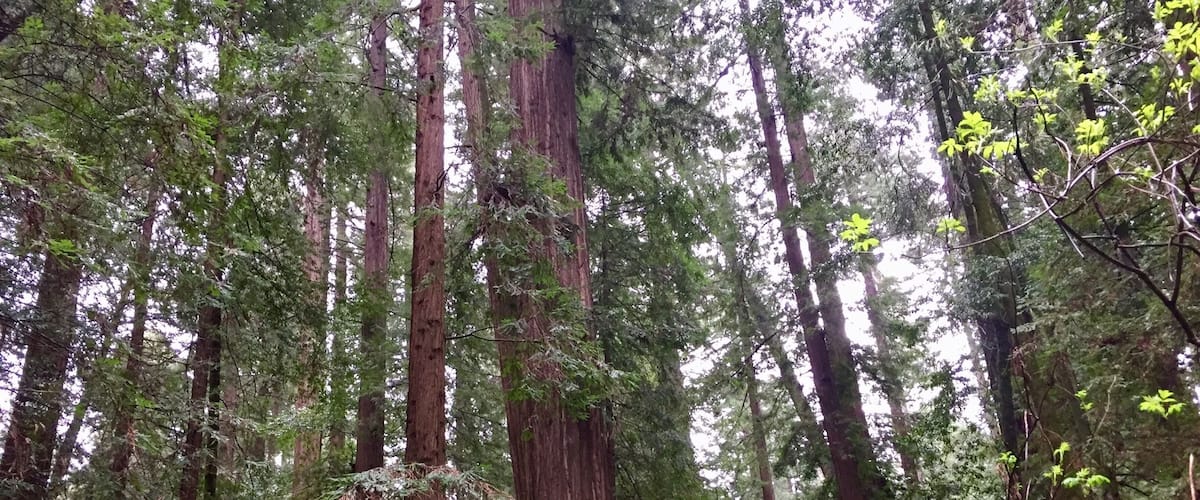 A dense forest with tall trees and lush green undergrowth.