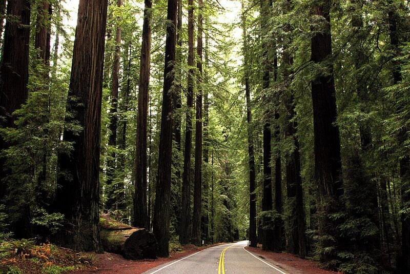 #TroveOn Drive along the Avenue of the Giants to see some amazing Redwood trees along your drive. Most Redwood trees are hard to find to protect them from tourists and harm. However, these are extremely accessible and not far from a major highway.

See more pictures and read about my road trip here: http://www.angelatravels.com/2014/04/san-francisco-seattle-road-trip-photo-essay/