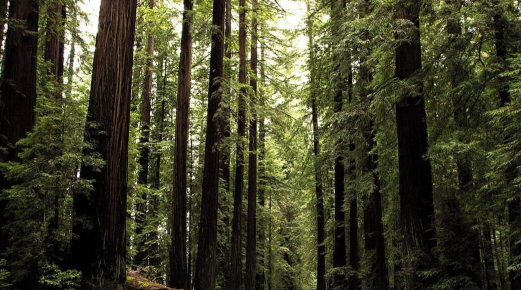 #TroveOn Drive along the Avenue of the Giants to see some amazing Redwood trees along your drive. Most Redwood trees are hard to find to protect them from tourists and harm. However, these are extremely accessible and not far from a major highway.
See more pictures and read about my road trip here: http://www.angelatravels.com/2014/04/san-francisco-seattle-road-trip-photo-essay/