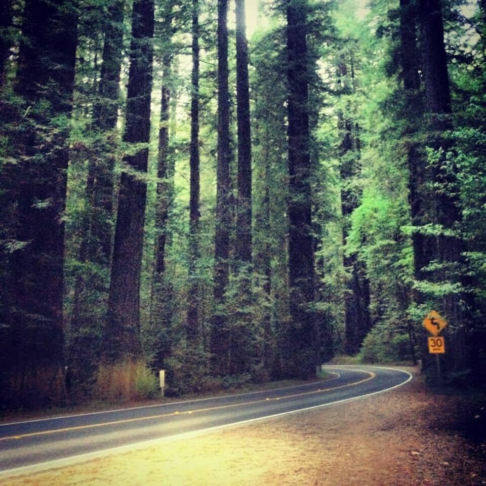 Driving through the Avenue of the Giants. Northern California. 