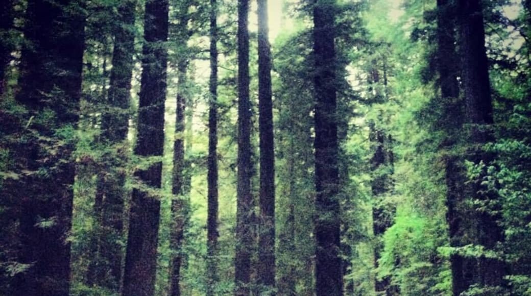 Driving through the Avenue of the Giants. Northern California.