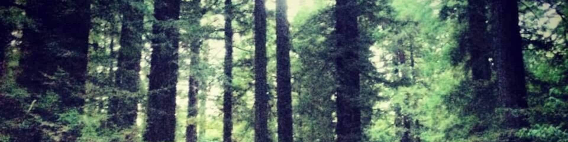 A winding road through a dense forest with a speed limit sign of 30 mph.