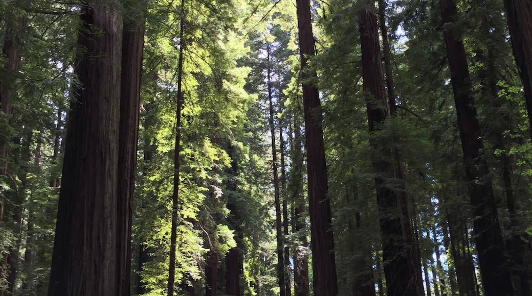 Ave of the Giants - a must do on the 101 drive in CA.