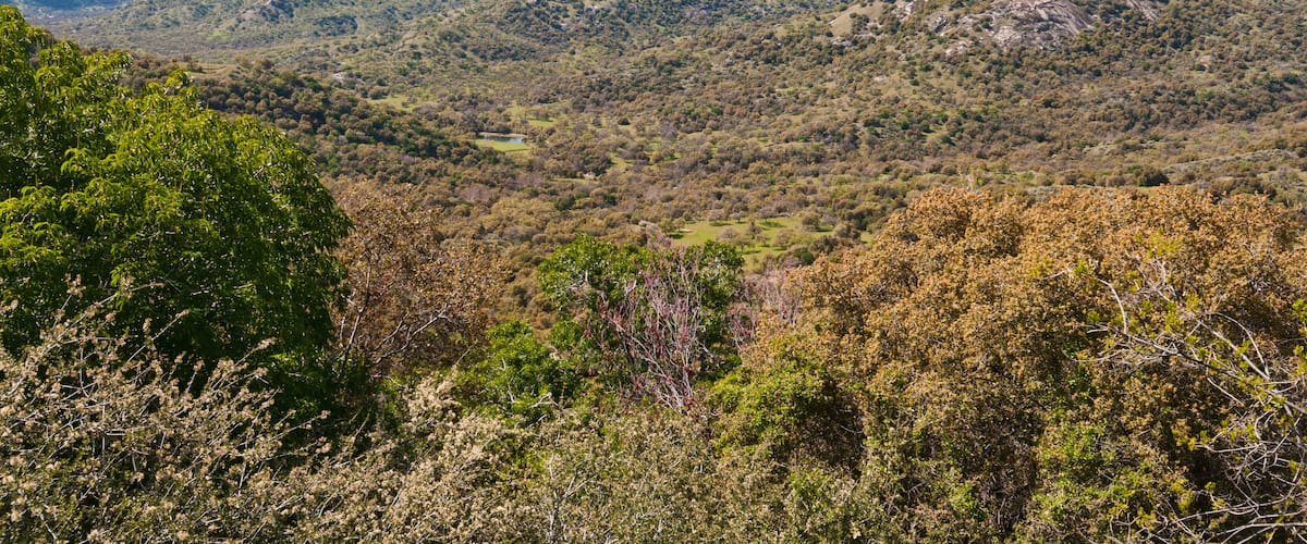 A mountainous landscape with dense forests and rolling hills under a clear sky.