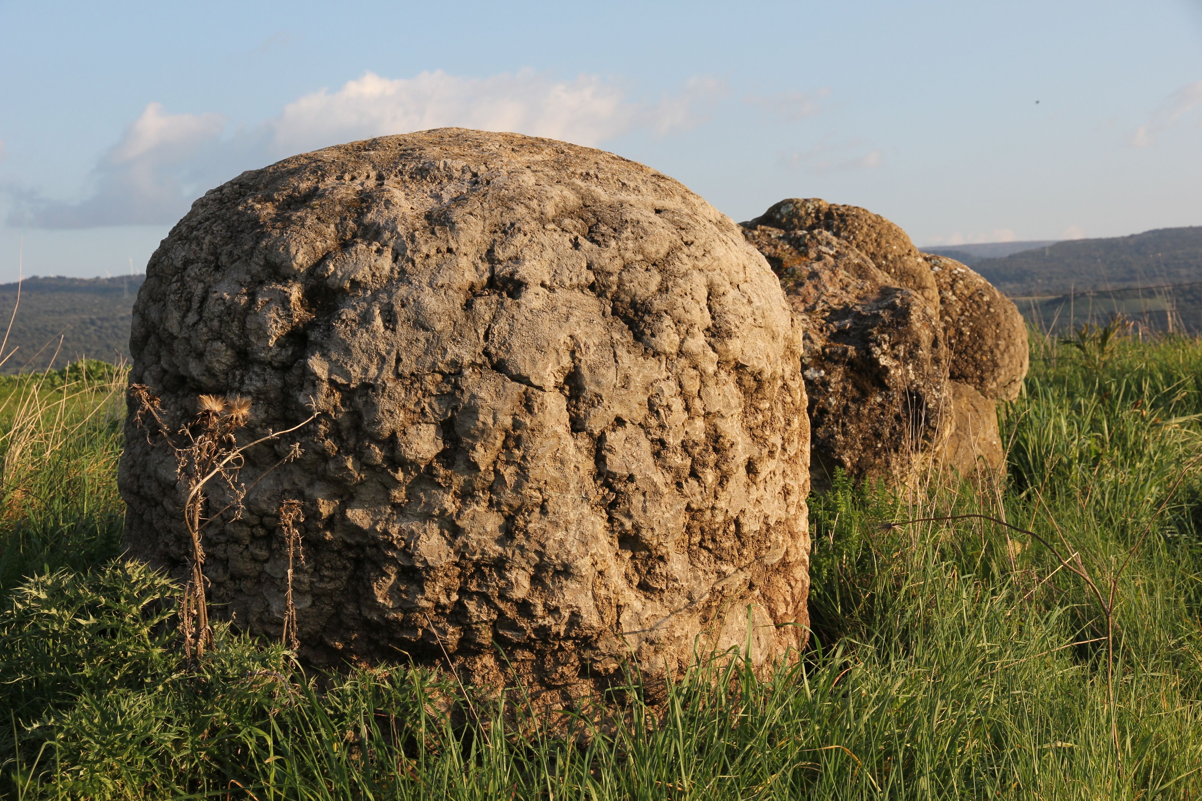 Perfugas - Foresta fossile