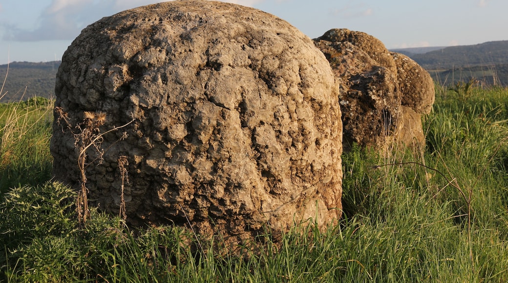 Perfugas - Foresta fossile