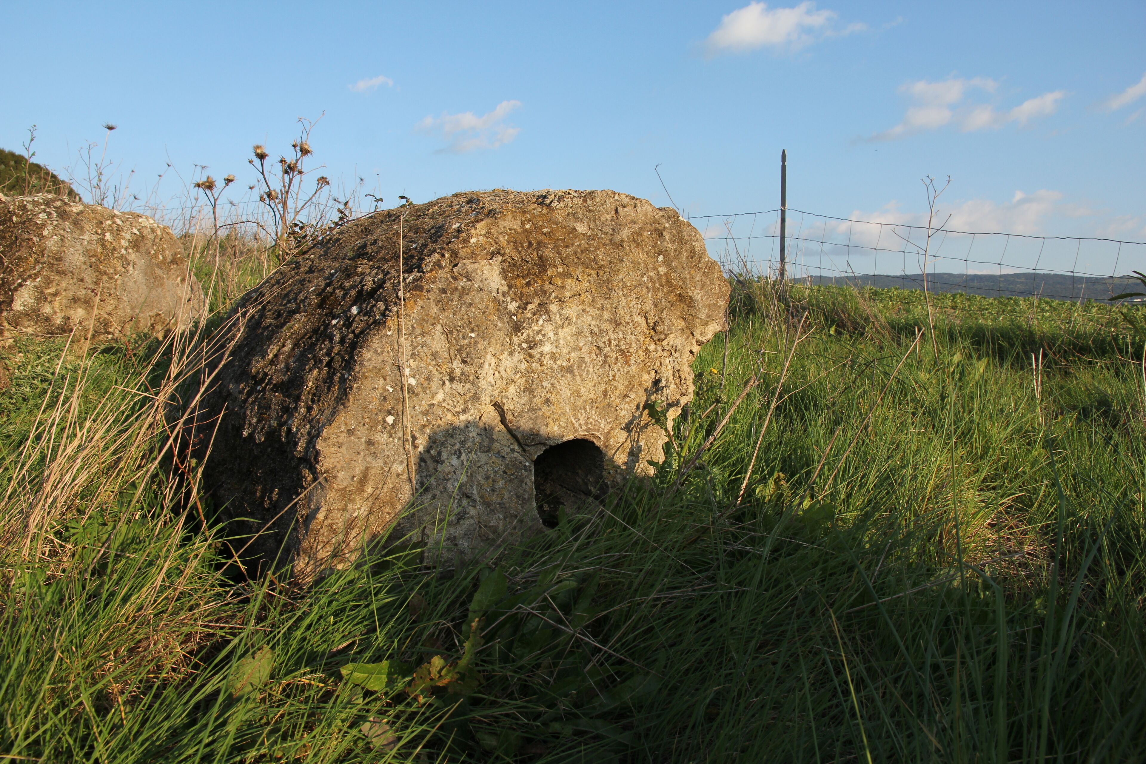 Perfugas - Foresta fossile