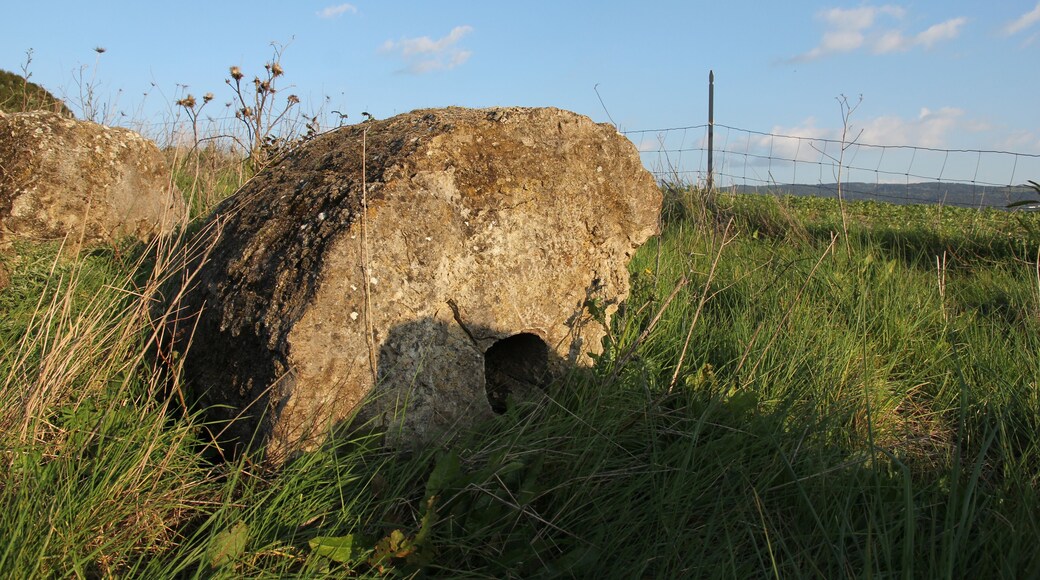 Perfugas - Foresta fossile