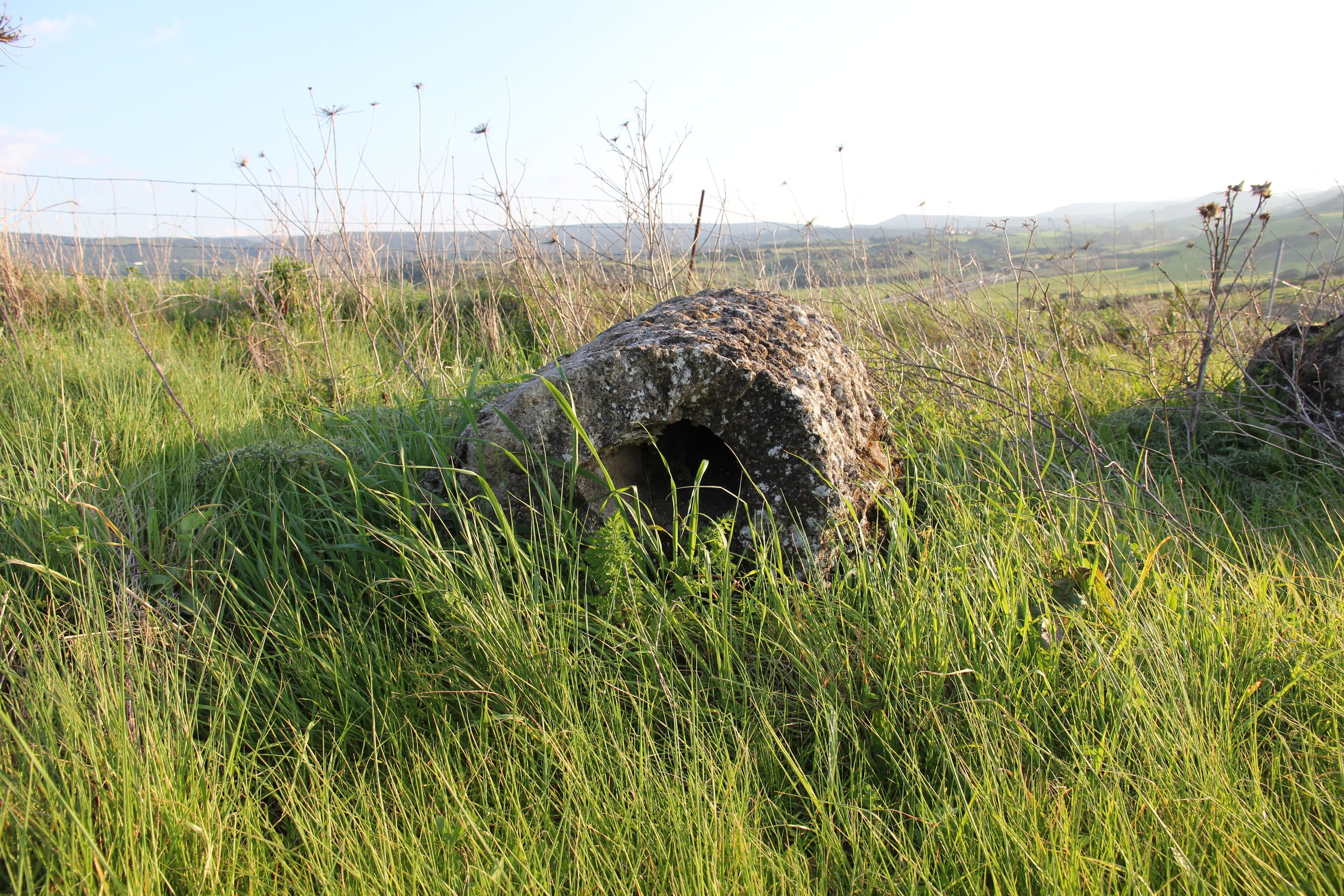Perfugas - Foresta fossile