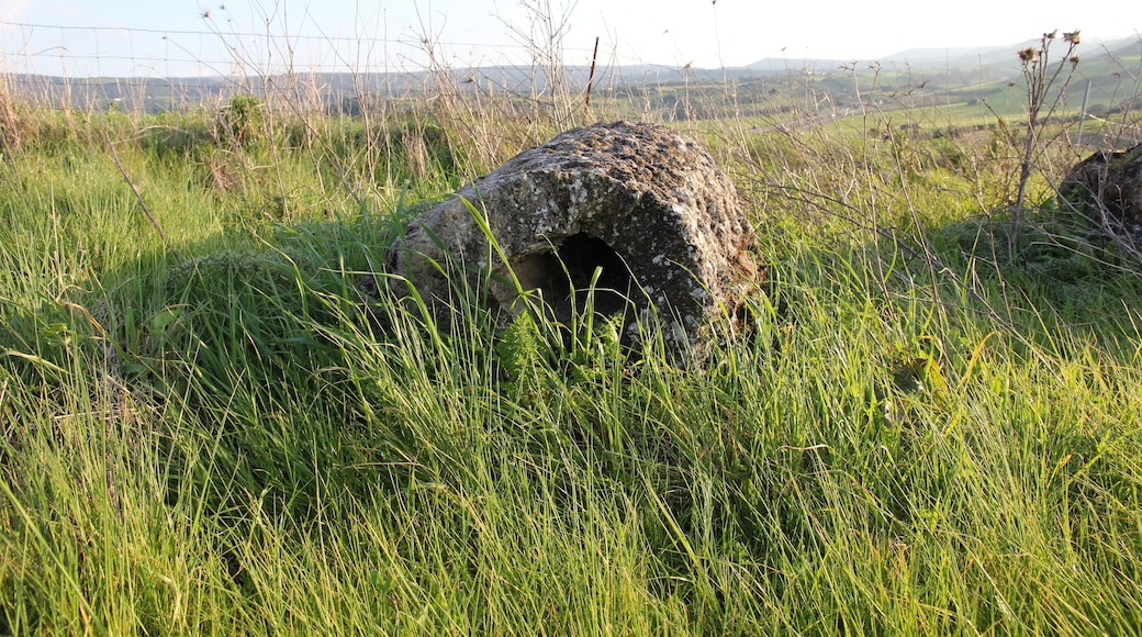 Perfugas - Foresta fossile
