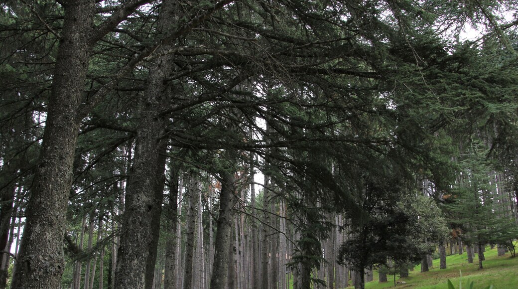 Pattada, fonte e pineta