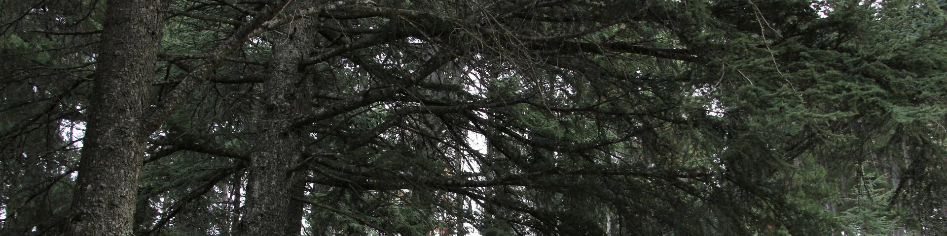 Pattada, fonte e pineta