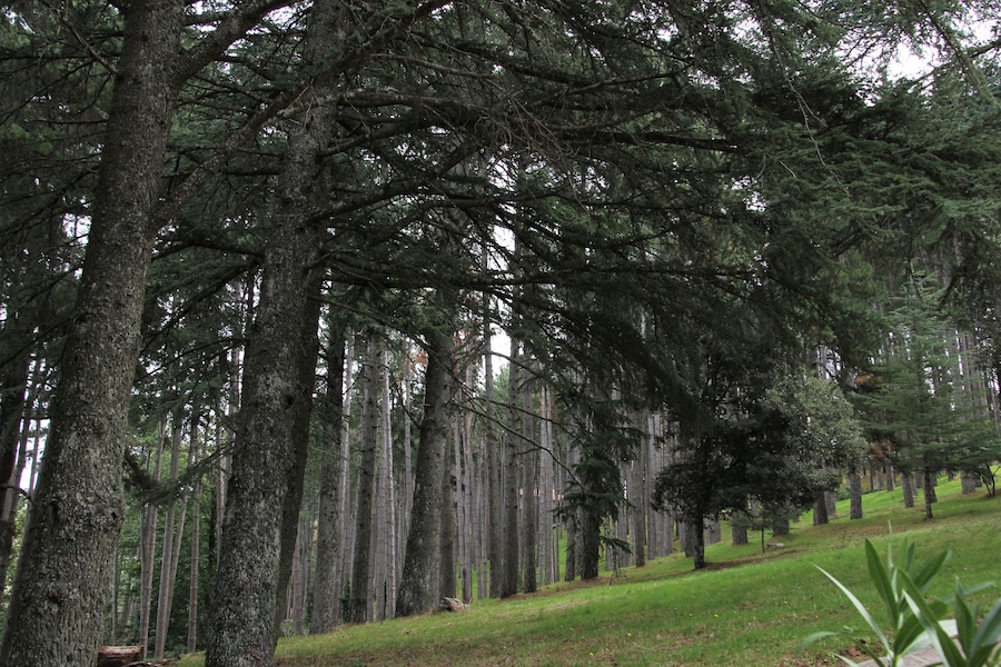 Una foresta con alberi alti e una zona erbosa.