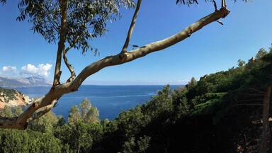 A coastal landscape with a clear view of the sea, a tree branch in the foreground, and rocky cliffs in the background.