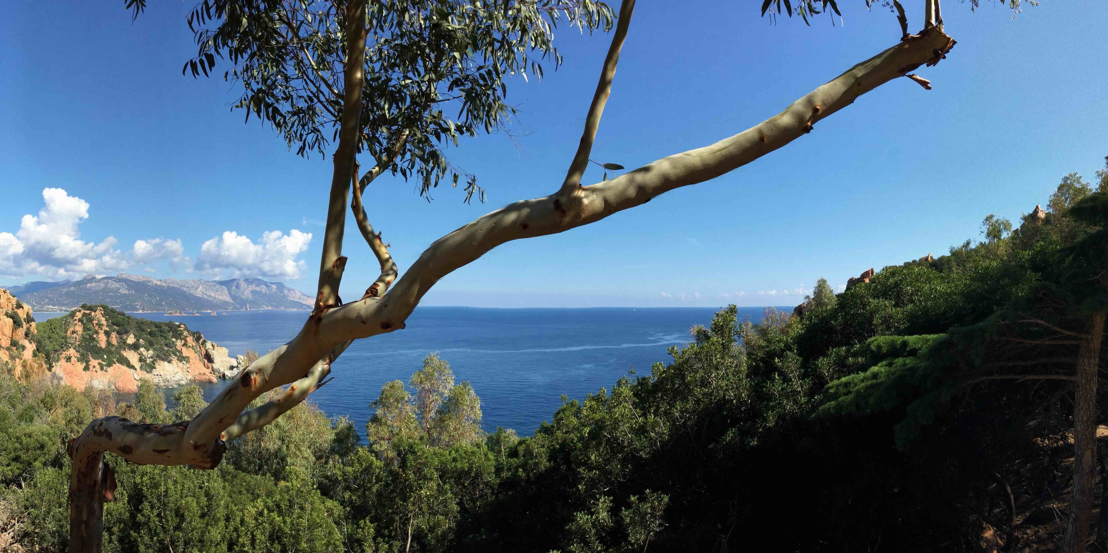 A coastal landscape with a clear view of the sea, a tree branch in the foreground, and rocky cliffs in the background.