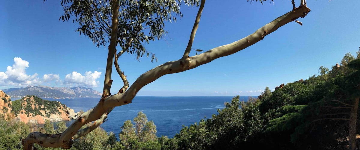 A coastal landscape with a clear view of the sea, a tree branch in the foreground, and rocky cliffs in the background.